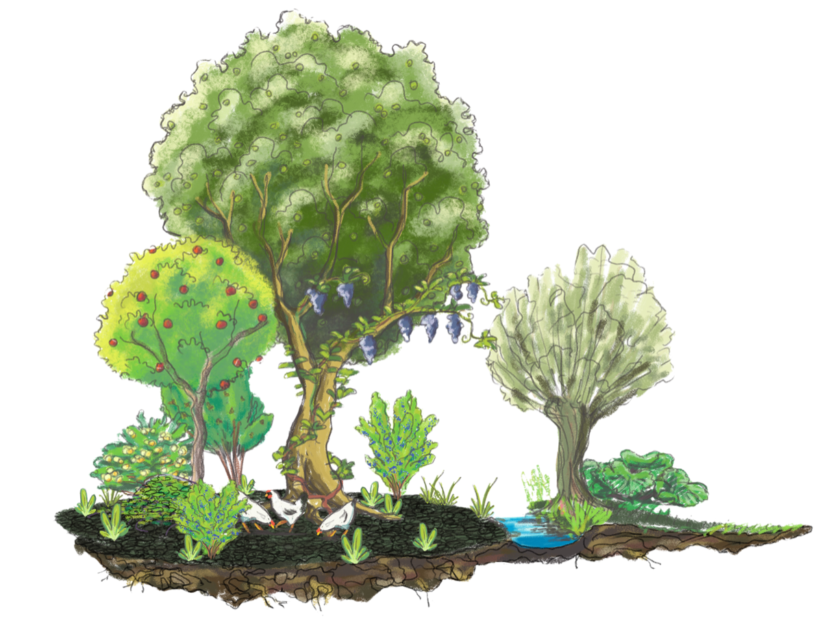 Illustration d'un jardin-forêt montrant ses strates de végétation comestible